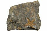 Ordovician Starfish (Petraster?) Fossil - Morocco #232716-1